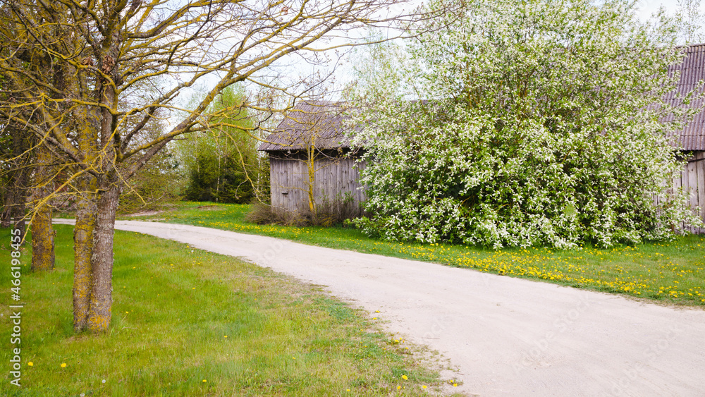 Large flowering bird cherry tree near an old wooden barn in the countryside, along the roadside oak without leaves Large flowering bird cherry tree near an old wooden barn in the countryside, along the roadside oak without leaves