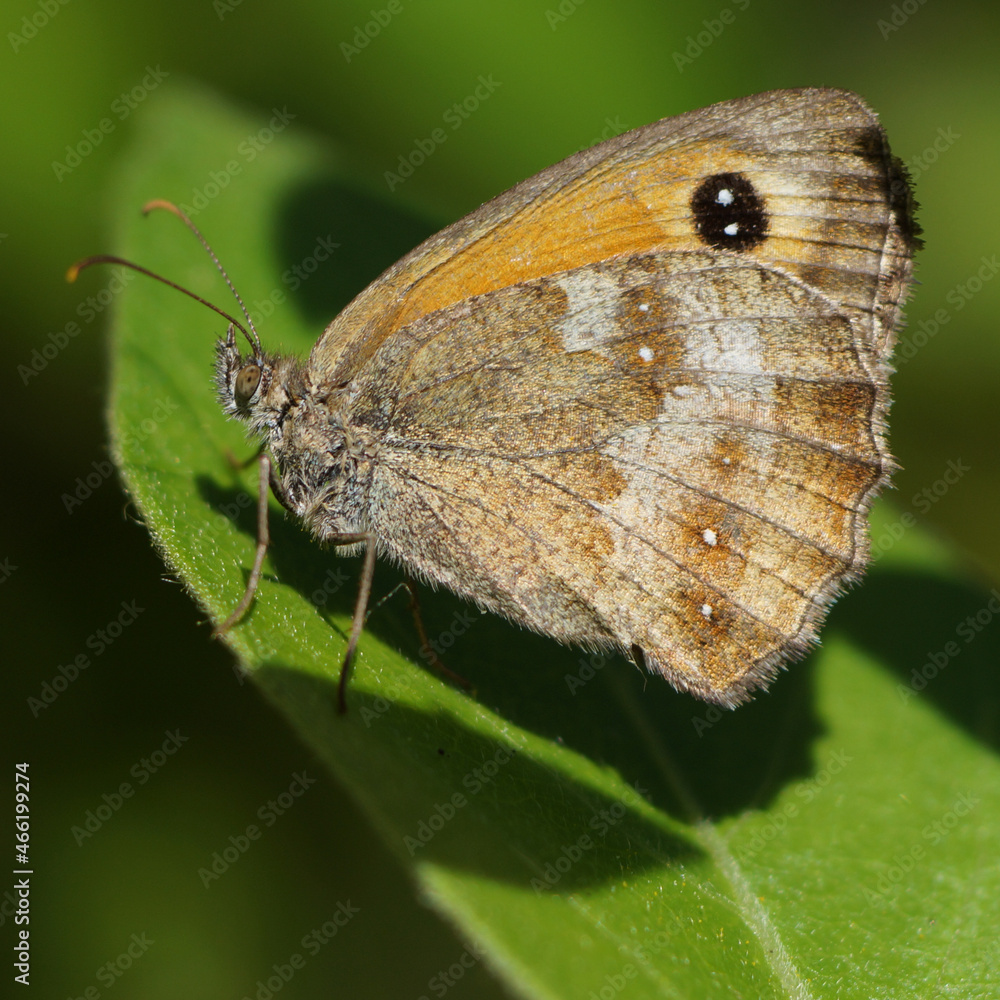 Obraz premium brauner Schmetterling im Wald