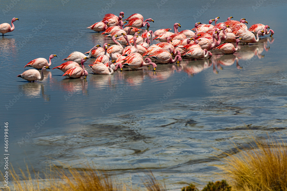 Bolivia, the southwest of the Altiplano, Potosi Department. Eduardo Avaroa Andean Fauna National Reserve. James's flamingos (Phoenicoparrus jamesi, also known as the puna flamingo) at Laguna Hedionda - obrazy, fototapety, plakaty 