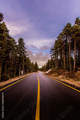 Asphalt road with beautiful trees on the edges in Uludag National Park