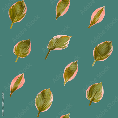 Seamless texture with hosta leaves