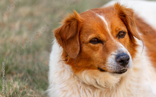 Closeup portrait of Golden Retriever dog on blurred background