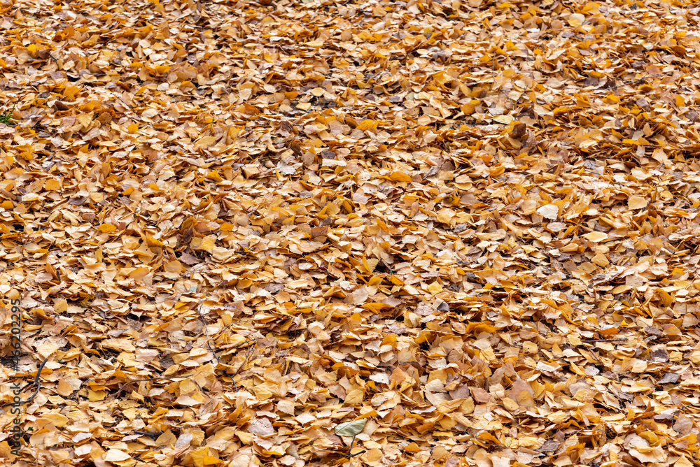 Dry yellow leaves in the park, background. Dry yellow leaves in the park, background.