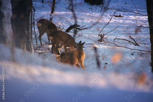 Fototapeta Naklejka Na Ścianę i Meble -  Muszyna Zdrój