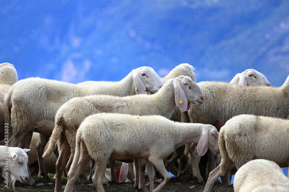 Sheep in the pasture of Mount Baldo. Italian Alps. Europe. Sheep in the pasture of Mount Baldo. Italian Alps. Europe.
