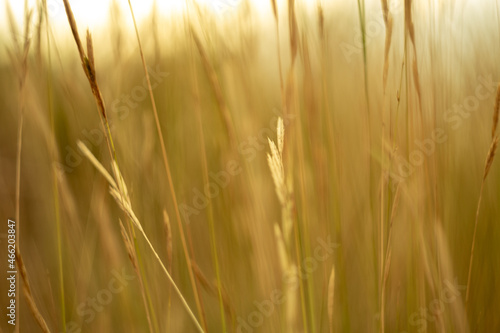 Golden wheat field with sky in background. Yellow plant. Summer field. Close up © Red