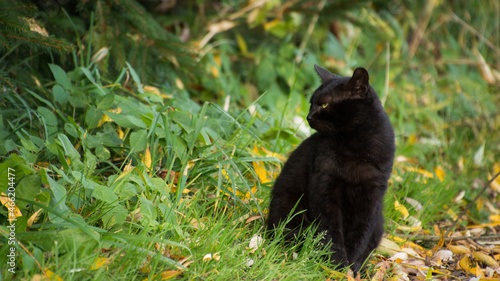 czarny kot spoglądający w bok