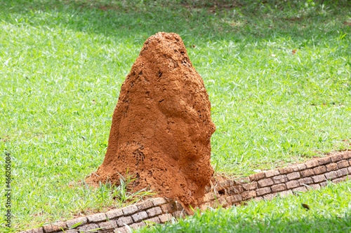 Giant termite mound on the grass floor in selective focus and depth of field blur. photo