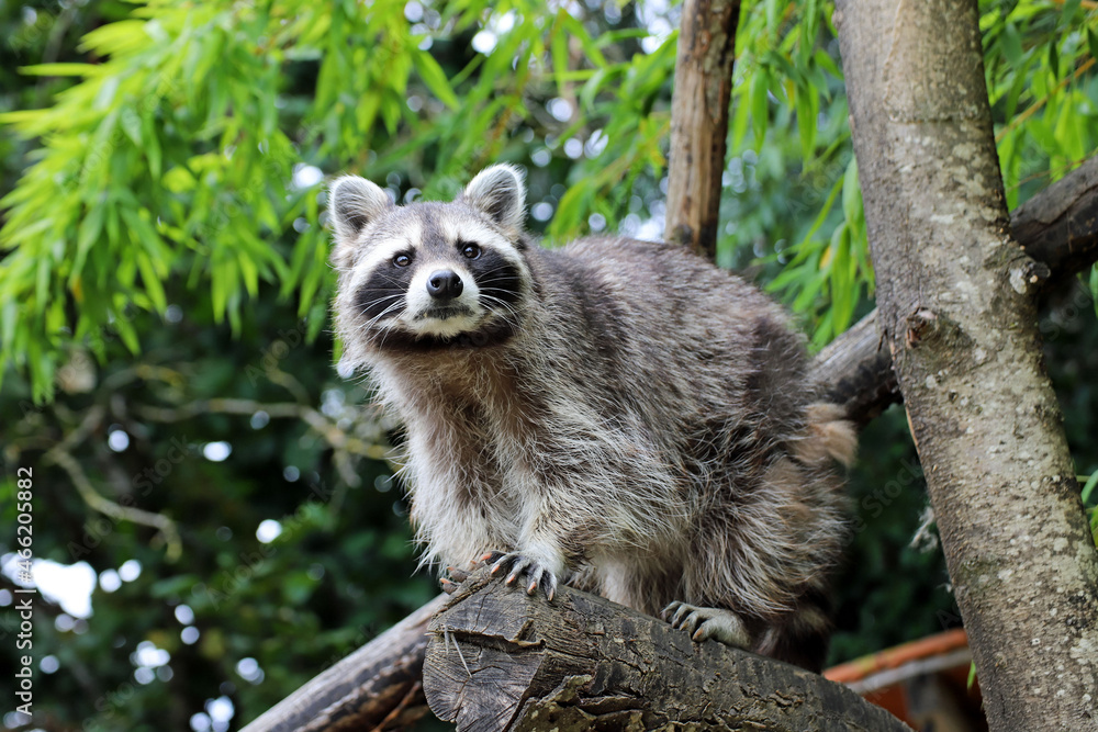 Obraz premium Raton laveur perché