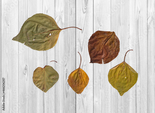 leaves on wooden background