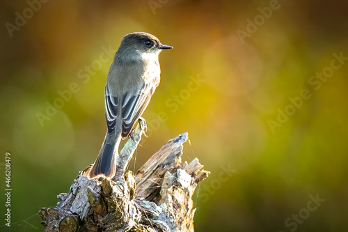 Perched Eastern Pheobe in Virginia photo