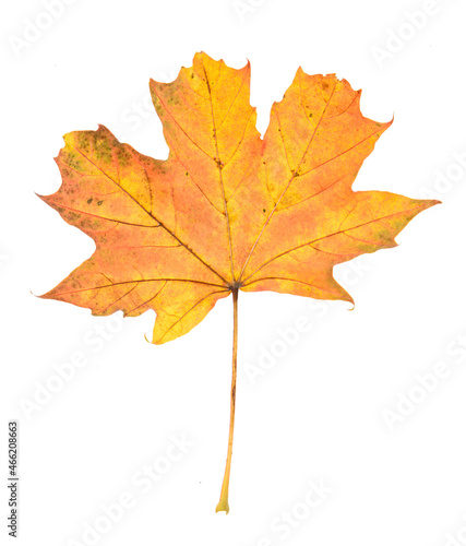 Oktober  maple leaf isolated on white background
