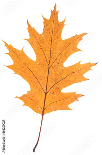 Oak leaf isolated on white background