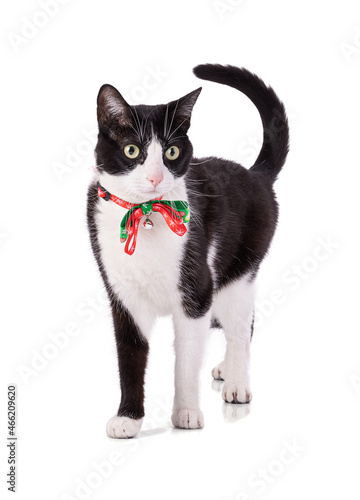 Black and white cat with a Christmas collar isolated