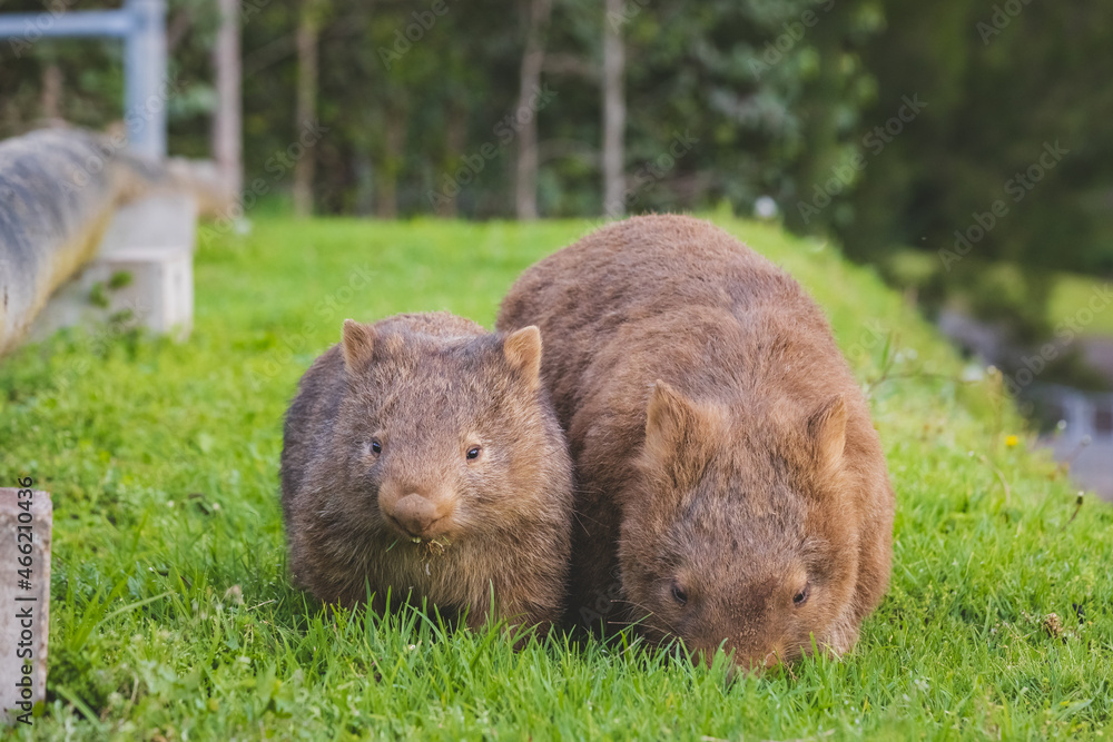 Wombat and her baby grazing on grass at Bendeela Campground. Wombat and her baby grazing on grass at Bendeela Campground.