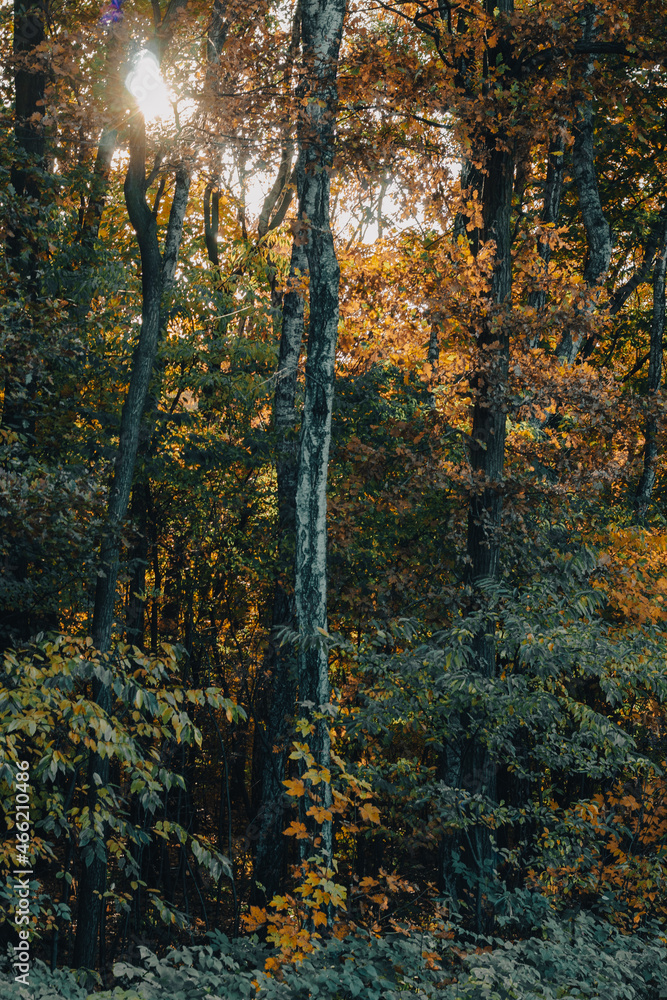 Obraz premium las, brzozy