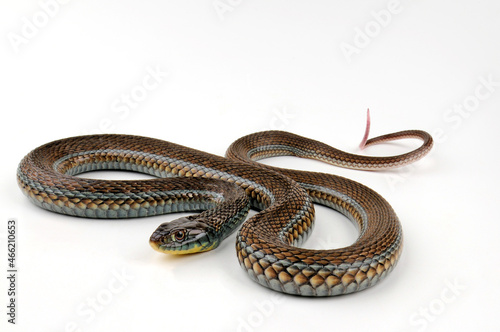 Lake Chapala Mexican Gartersnake (Thamnophis eques obscurus)