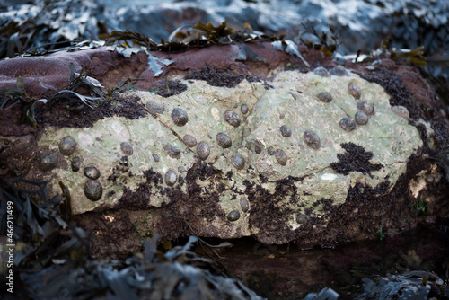 Mussels on the sea rock.