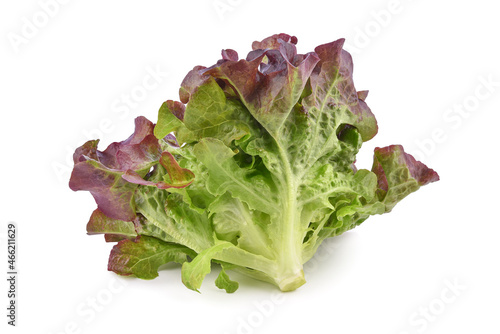 Fresh organic lettuce isolated on white background.  photo
