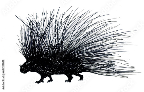 Porcupine is an exotic animal. Ink drawing. photo