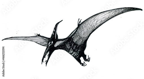 Flying Pterodactylus, a good dinosaur from the past, ink drawing.