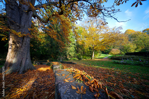 Park im Herbst photo