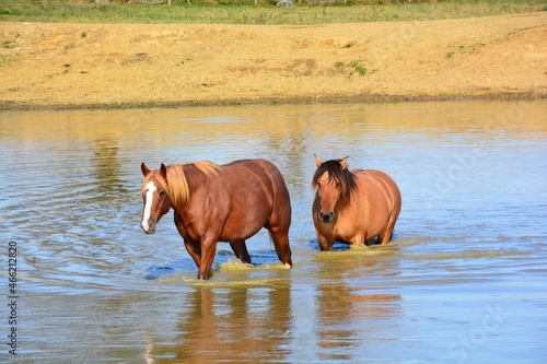 horses in the water