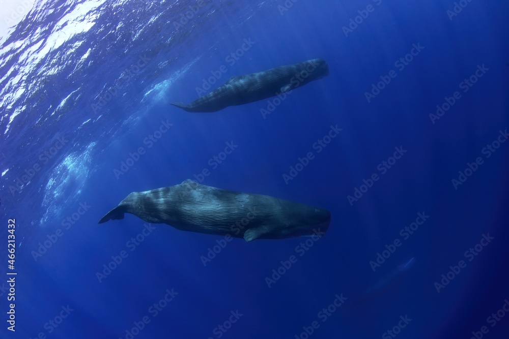 Fototapeta premium Snorkeling with sperm whales in Indian ocean. Group of whales near surface. Marine life. 