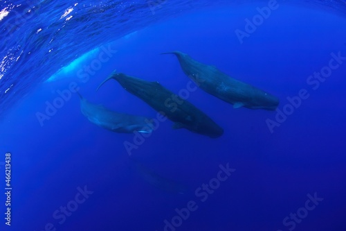 Snorkeling with sperm whales in Indian ocean. Group of whales near surface. Marine life.  © prochym