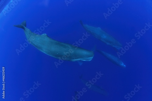 Snorkeling with sperm whales in Indian ocean. Group of whales near surface. Marine life. 