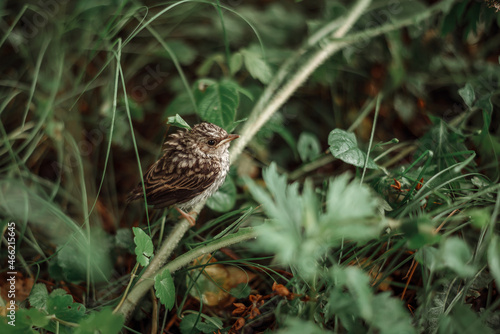 The chick has fallen out of the nest and is sitting alone in the grass.