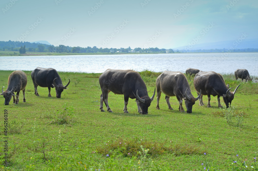 Fototapeta premium Flock of buffaloes in grass field near the water