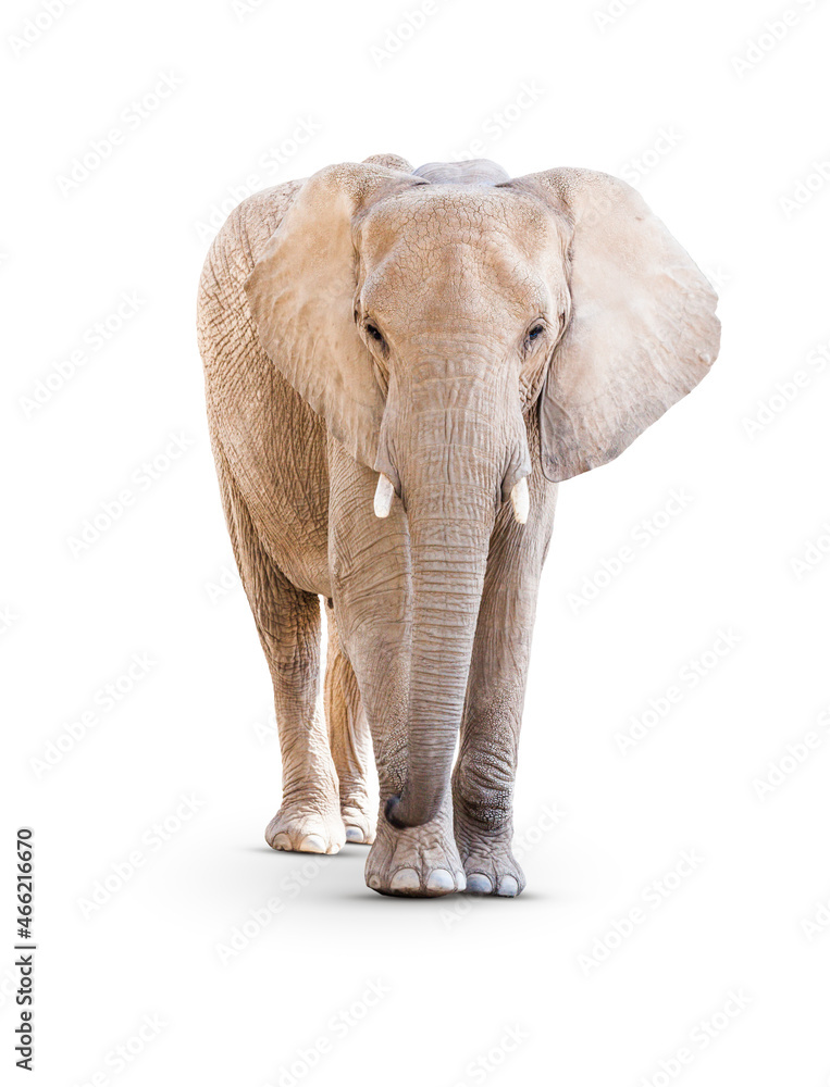Obraz premium Adult Elephant Isolated on a White Background.