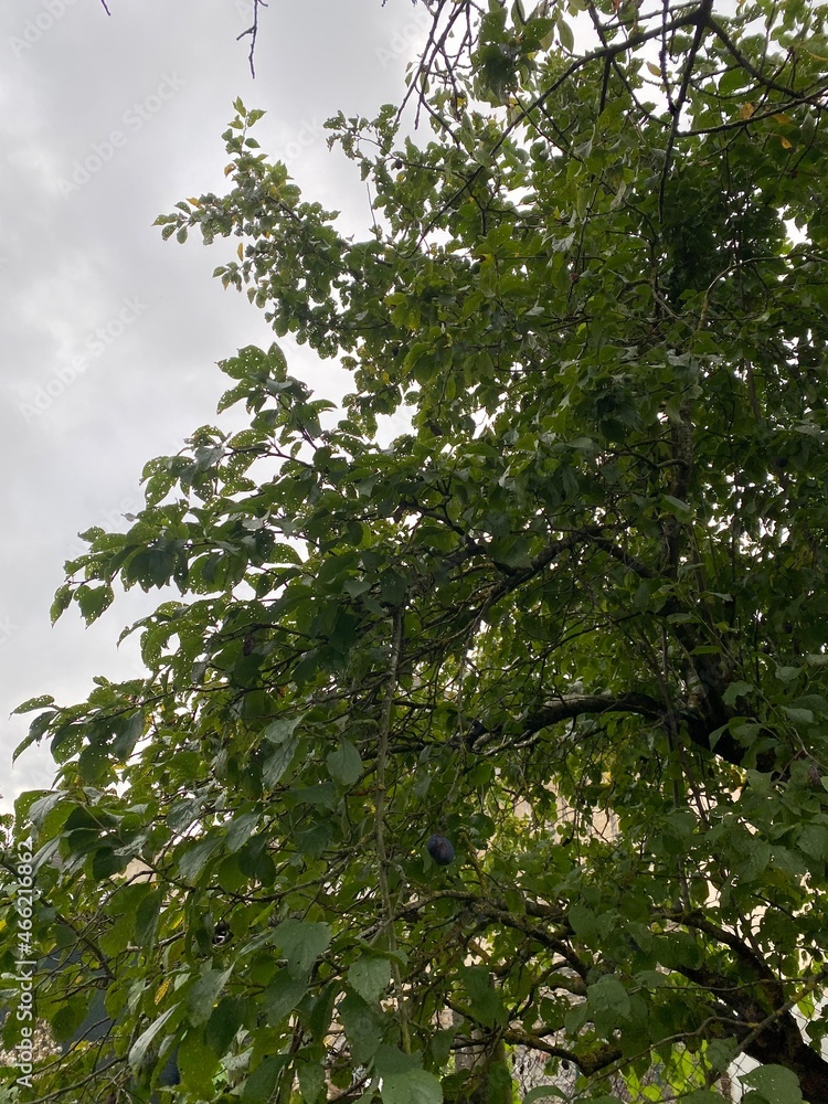 Obraz premium baum, natur, himmel, blatt, blatt, ast, frühling, wald, baum, sommer, sonne, blau, pflanze, laub, blume, ast, aufblühen, sonnenlicht, eiche, day, blume, jahreszeit, licht, green, garden