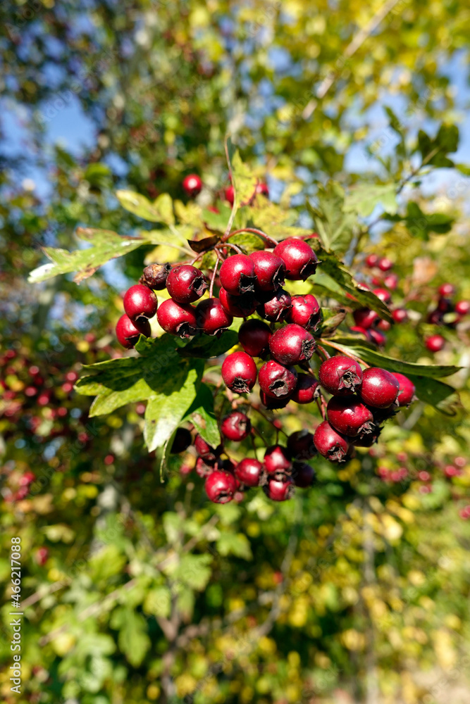 Obraz premium Weissdorn (Crataegus sp) - reife Früchte am Strauch