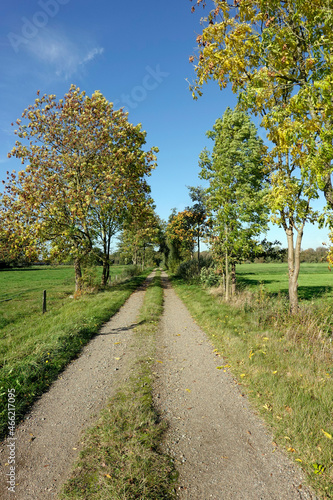 von Laubbäumen gesäumter Wirtschaftsweg zwischen Weiden photo