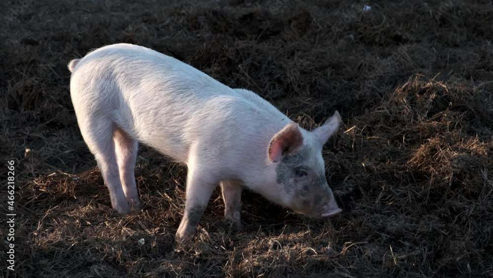 Pig breeding on the farm.
Italian food industry Pig breeding on the farm.
Italian food industry