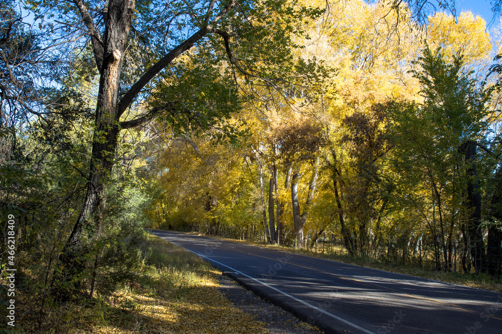 Autumn color along the scenic drive through New Mexico’s historic Mimbres River Valley