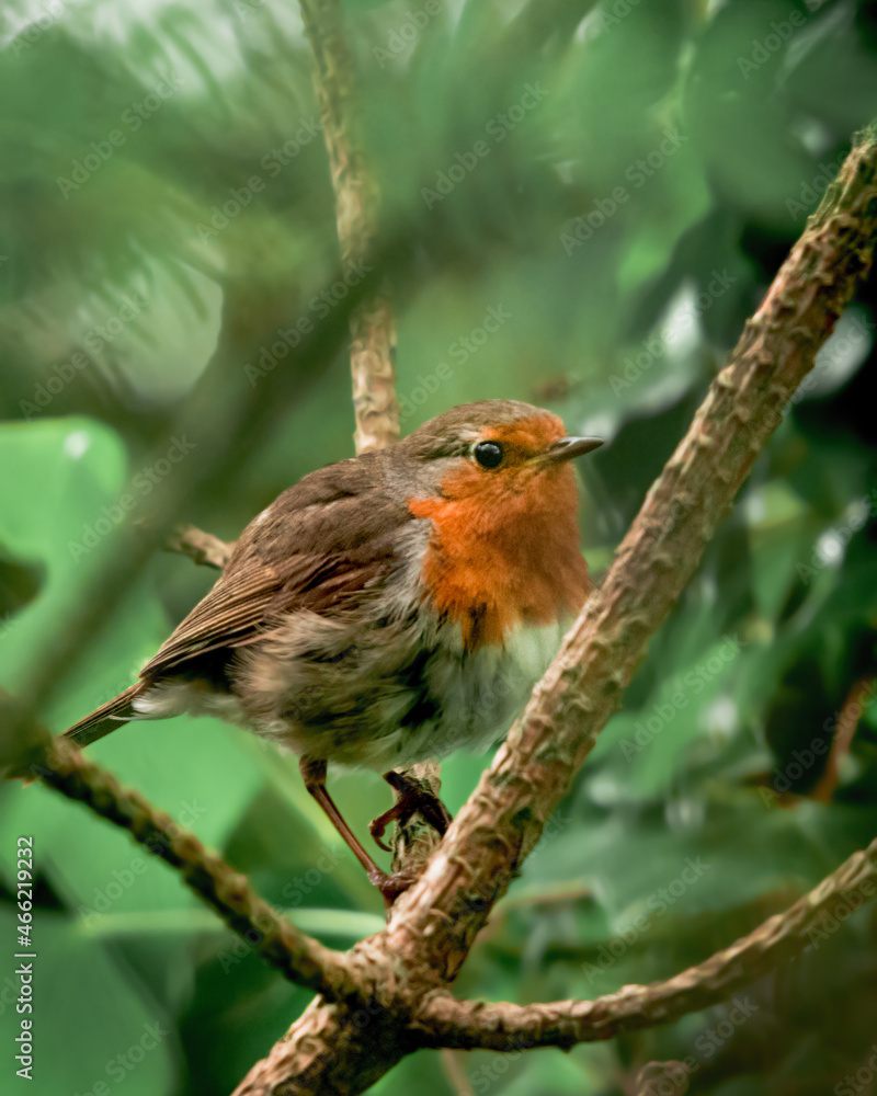 Fototapeta premium robin on a branch