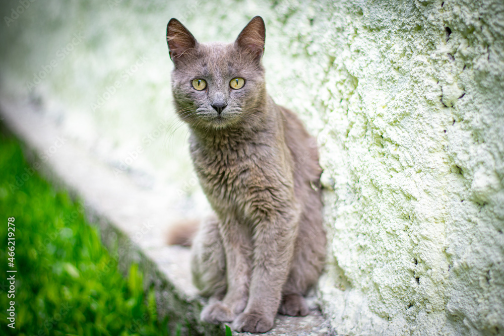 Obraz premium gato cinza macho no muro do quintal