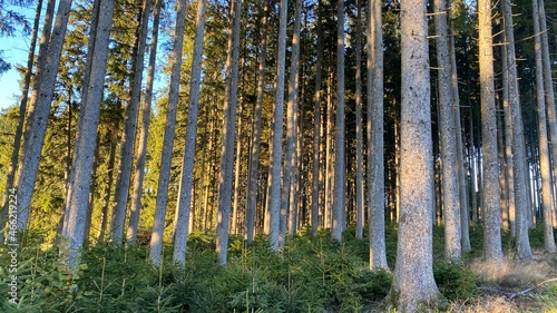 Sun shining through forest trees