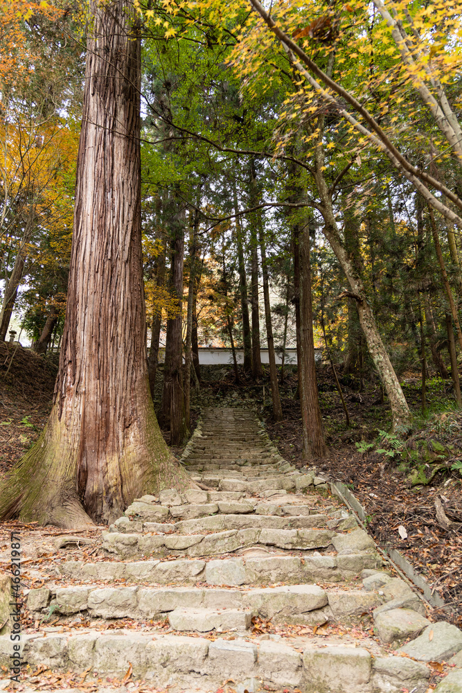 Fototapeta premium EOSRP.広島佛通寺、石段を荒らす木。