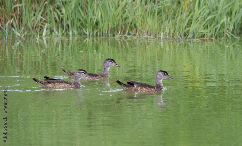 Three Juvenile wood ducks (Aix sponsa) on a pond with grass background Three Juvenile wood ducks (Aix sponsa) on a pond with grass background
