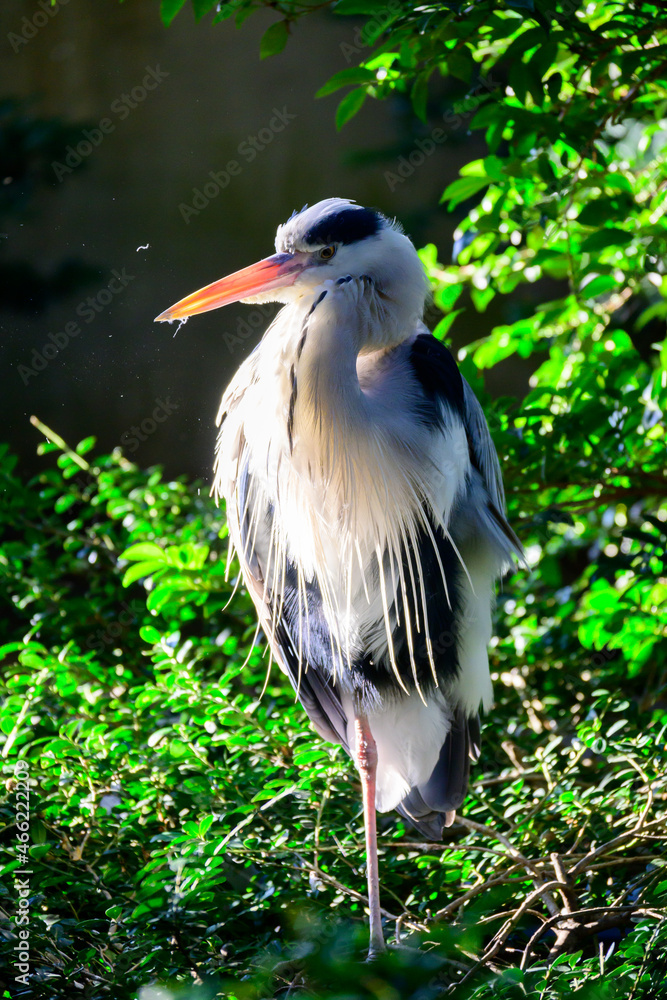Fototapeta premium トキ 