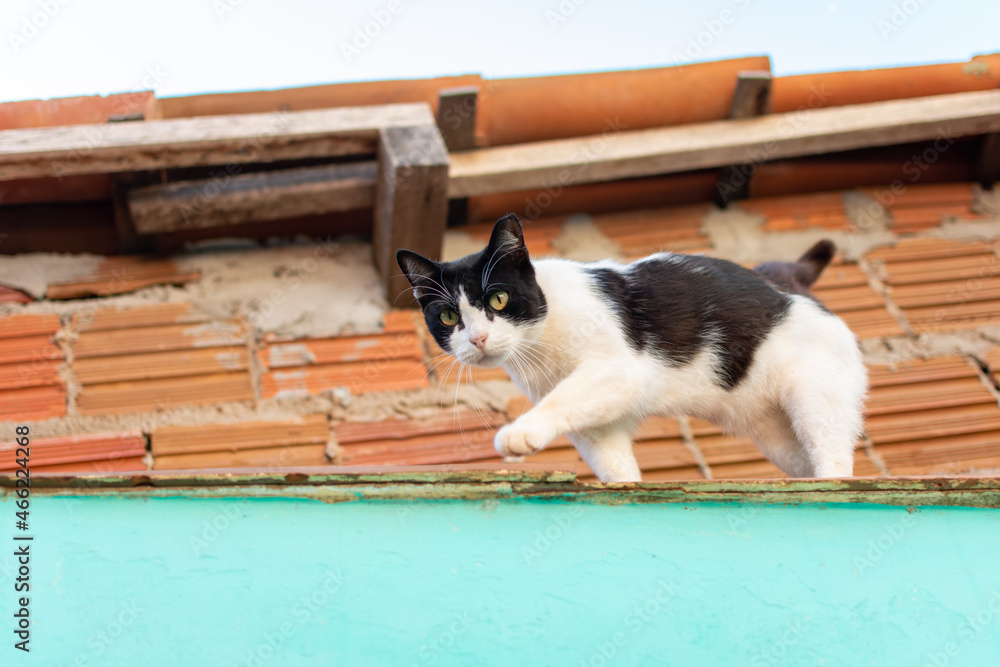 Gato malhado caminhando no telhado
