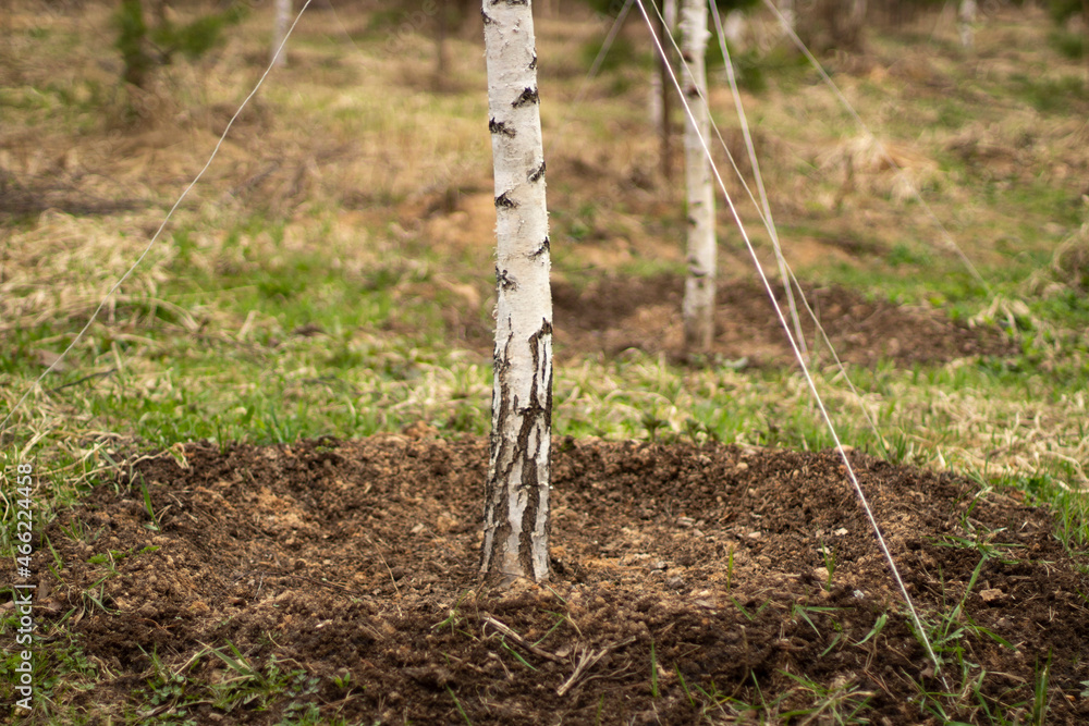 Birch planted in the ground. The forest is planted in Russia. Planting seedlings in the park. Birch planted in the ground. The forest is planted in Russia. Planting seedlings in the park.