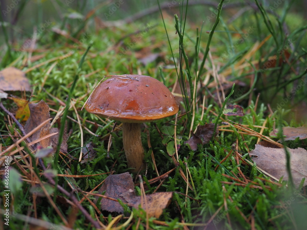 An edible brown mushroom (Bay Bolete or Pogrzybki) in a pine forest
An edible brown mushroom (Bay Bolete or Pogrzybki) in a pine forest