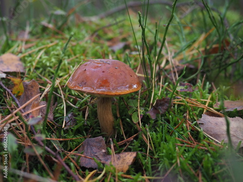 An edible brown mushroom (Bay Bolete or Pogrzybki) in a pine forest 