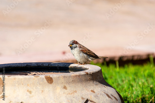 One sparrow sitting on the edge of an old water fountain after taking a bath