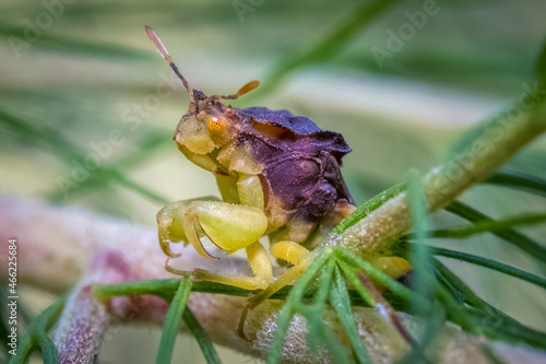 Slika na platnu A Pennsylvania Ambush Bug (Phymata pennsylvanica) patiently wait for hapless prey to wander by